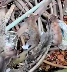 A Mother’s Rescue Tale_part2