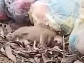 A Kind-hearted person notice the puppy’s distress and decides to take action_part2