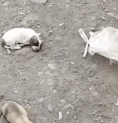 A Family Of Dog Was Being Dumped In A Street_part2