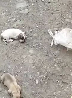 A Family Of Dog Was Being Dumped In A Street_part2