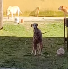 Part2 Animals Rescue #dogrescue #rescuedog #dogsofttiktok #foryoupage #foryou #dogs