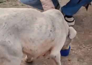 Part2 Animals Rescue #dogrescue #rescuedog #dogsofttiktok #foryoupage #foryou #dogs