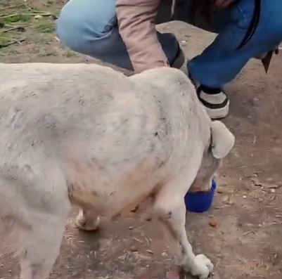 Part2 Animals Rescue #dogrescue #rescuedog #dogsofttiktok #foryoupage #foryou #dogs