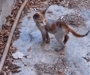 I met this stray cat being chased away by its own kind #rescue #animals_part2