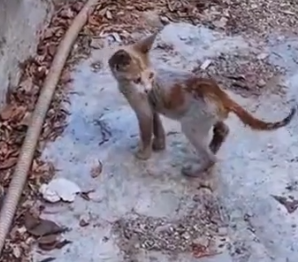 I met this stray cat being chased away by its own kind #rescue #animals_part2