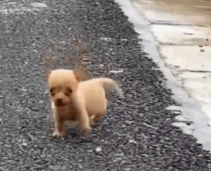 He kept running in circles—confused, scared, and all alone._part2