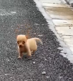 He kept running in circles—confused, scared, and all alone._part2