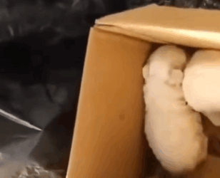 I couldn’t believe my eyes—two puppies left alone to die_part2