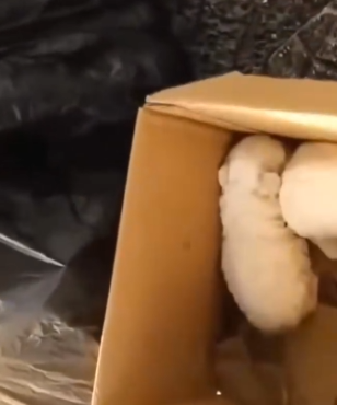 I couldn’t believe my eyes—two puppies left alone to die_part2