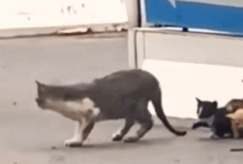 On the road rescue a cat family_part2