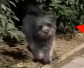 Part2 Animals Rescue #dogrescue #rescuedog #dogsofttiktok #foryoupage #foryou #dogs