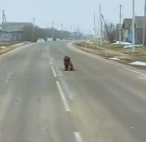 Part2 Animals Rescue #dogrescue #rescuedog #dogsofttiktok #foryoupage #foryou #dogs