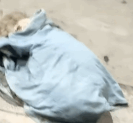 Part2 Animals Rescue #dogrescue #rescuedog #dogsofttiktok #foryoupage #foryou #dogs