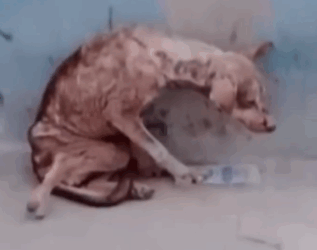 Part2 Animals Rescue #dogrescue #rescuedog #dogsofttiktok #foryoupage #foryou #dogs