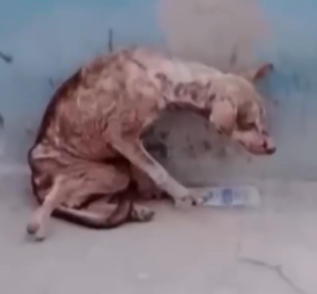 Part2 Animals Rescue #dogrescue #rescuedog #dogsofttiktok #foryoupage #foryou #dogs