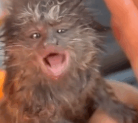 Firefighter Rescues Baby Marmoset from Fire_part2