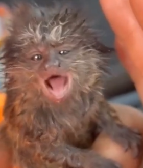 Firefighter Rescues Baby Marmoset from Fire_part2