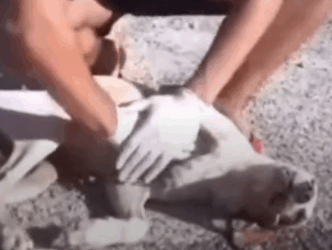 parte 464 saving a dog that is no longer breathing❤️ #heroes #rescue #dog #daved #animals #rescue_part2