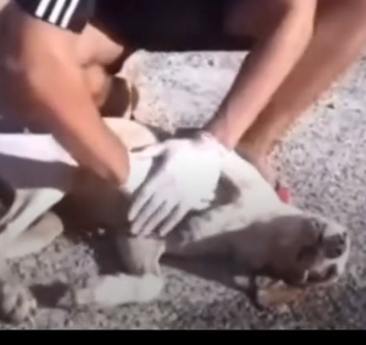 parte 464 saving a dog that is no longer breathing❤️ #heroes #rescue #dog #daved #animals #rescue_part2