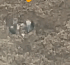 I found a little creature. It was so cute that I took it home._part2