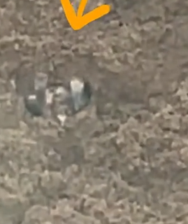 I found a little creature. It was so cute that I took it home._part2