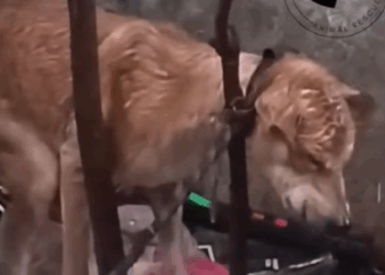 PAPAP spent his life guarding his master’s ‘kalakal,’ bound by loyalty that was never returned and he was treated like_part2