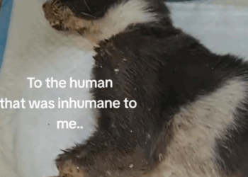 Replying to @franki3fitzgerald I cried so much while making this💔I hate to give such updates but unfortunately_part2