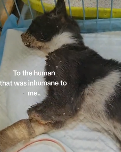 Replying to @franki3fitzgerald I cried so much while making this💔I hate to give such updates but unfortunately_part2