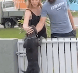 Pittie Patiently Waits By The Fence Each Morning To Greet His Neighbors_part2