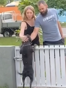 Pittie Patiently Waits By The Fence Each Morning To Greet His Neighbors_part2