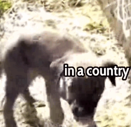 He Was Dirty, Alone, and Hungry… Watch His Stunning Change 🐶_part2