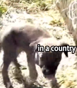 He Was Dirty, Alone, and Hungry… Watch His Stunning Change 🐶_part2