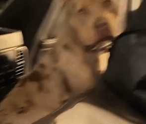 Part2.Animals Rescue #dogrescue #rescuedog #dogsofttiktok #foryoupage #foryou #dogs