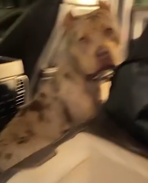 Part2.Animals Rescue #dogrescue #rescuedog #dogsofttiktok #foryoupage #foryou #dogs