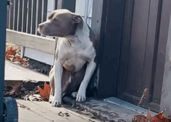 Lost Pittie Who Can’t Stop Shaking Finds His Family_part2