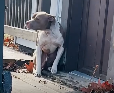 Lost Pittie Who Can’t Stop Shaking Finds His Family_part2
