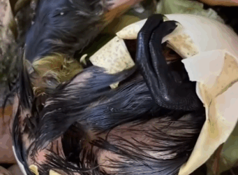 Duckling Was Afraid Of The Water Until This Girl Teaches Him To Swim_part2