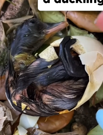 Duckling Was Afraid Of The Water Until This Girl Teaches Him To Swim_part2