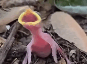 Part2.Animals Rescue #dogrescue #rescuedog #dogsofttiktok #foryoupage #foryou #dogs