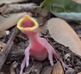 Part2.Animals Rescue #dogrescue #rescuedog #dogsofttiktok #foryoupage #foryou #dogs