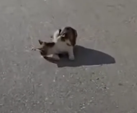 Guy Puts On Gloves To Wrestle A Stray Cat To Safety_part2