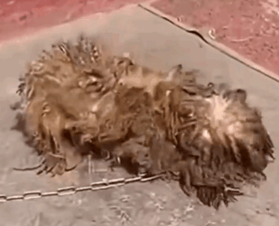 Part2 .Animals Rescue #dogrescue #rescuedog #dogsofttiktok #foryoupage #foryou #dogs