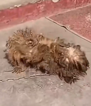 Part2 .Animals Rescue #dogrescue #rescuedog #dogsofttiktok #foryoupage #foryou #dogs