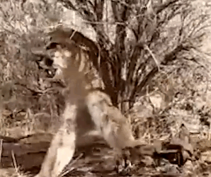 Man accidentally traps a mountain lion & then carefully sets it free_part2
