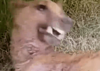 Her name is Jenny and she’s a living miracle🥺_part2