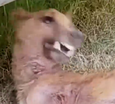 Her name is Jenny and she’s a living miracle🥺_part2