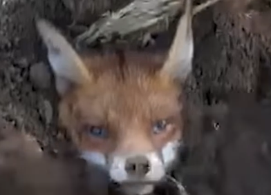 Rescuing a fox stuck in dirt 🦊_part2