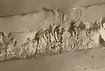 A Little Bird Was Cornerd By a Dog_part2