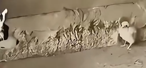 A Little Bird Was Cornerd By a Dog_part2