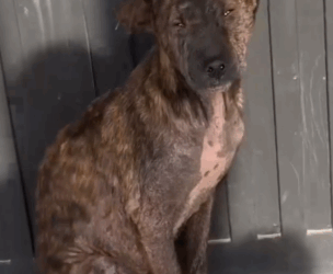 Part2 Animals Rescue #dogrescue #rescuedog #dogsofttiktok #foryoupage #foryou #dogs